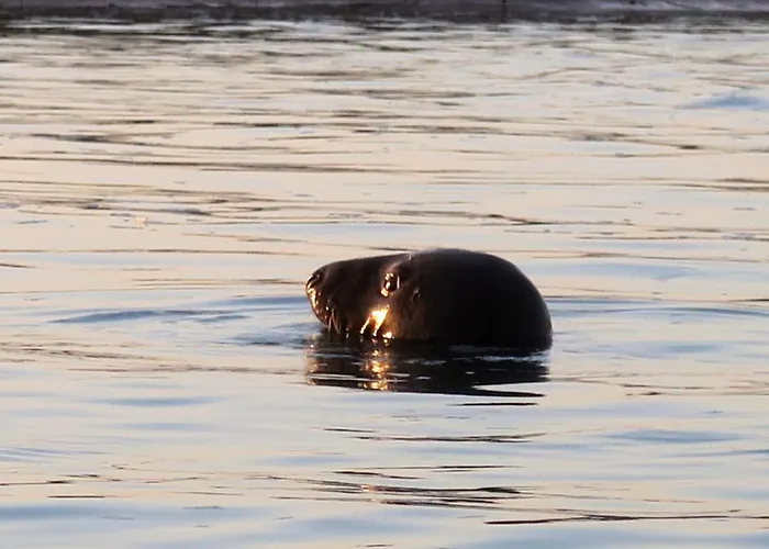 Apartment Le Saint-georges Berck